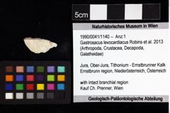 Foto (Objket + Etiketten) von Gastrosacus levocardiacus (Robins et al., 2013) 